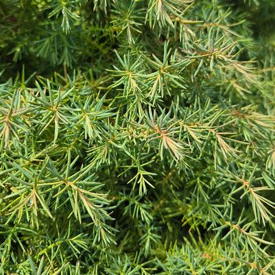 Cryptomeria japonica 'Mushroom'