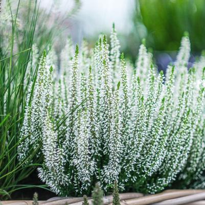 Calluna vulgaris Beauty Ladies® - White