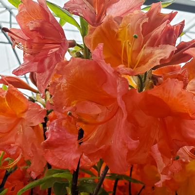 Azalea x 'Mount Saint Helens'